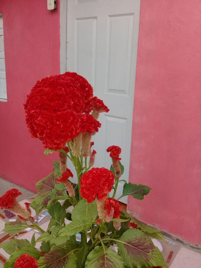 Guest House Nena Мойогальпа Экстерьер фото